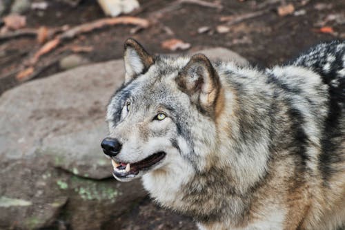 Immagine gratuita di animale, boschi, foresta