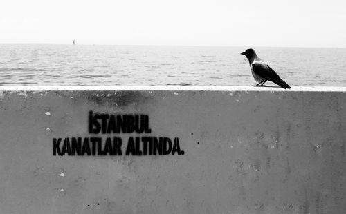 Free A crow sits on a wall with text by the sea. Istanbul, serene view. Stock Photo