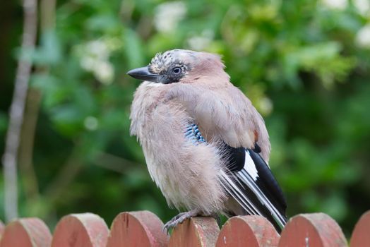 Young jay perched on a fence.