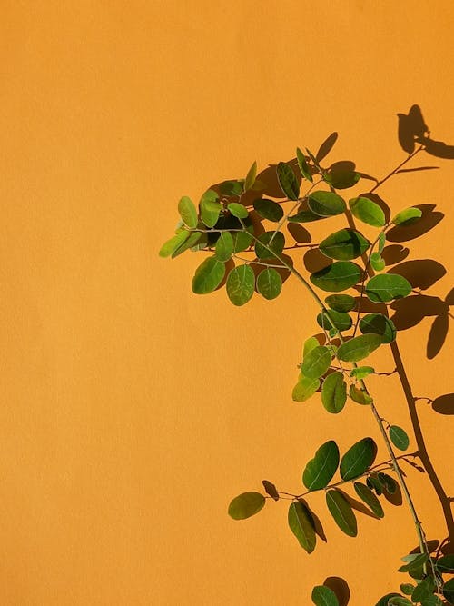 Green Leaves with Orange Background