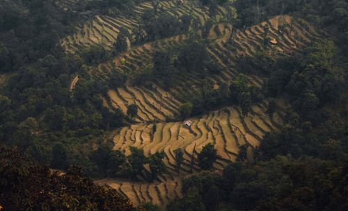 Free Stunning aerial view of terraced rice fields surrounded by lush greenery in Pokhara, Nepal. Stock Photo