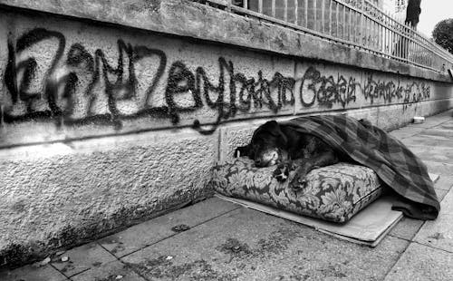 Free A Grayscale Photo of a Dog Sleeping on the Street Stock Photo