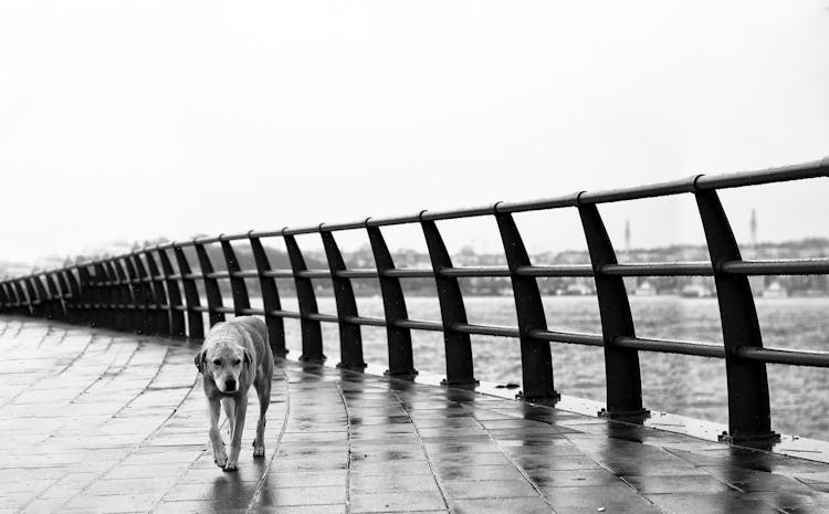 Dog On Pier