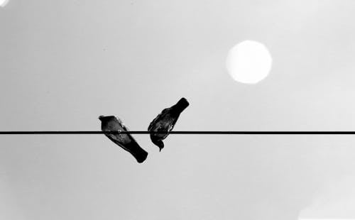 Low Angle View of Birds Sitting on Wire