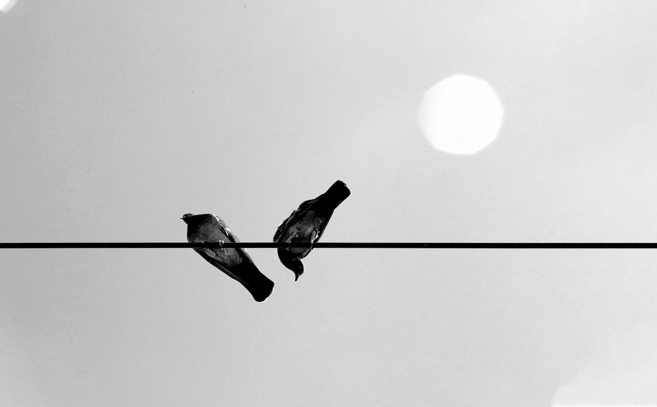 artistic black and white photo of two birds sitting on a wire against
