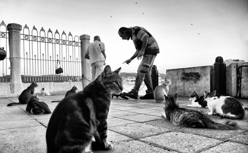A Grayscale Photo of Stray Cats on the Street