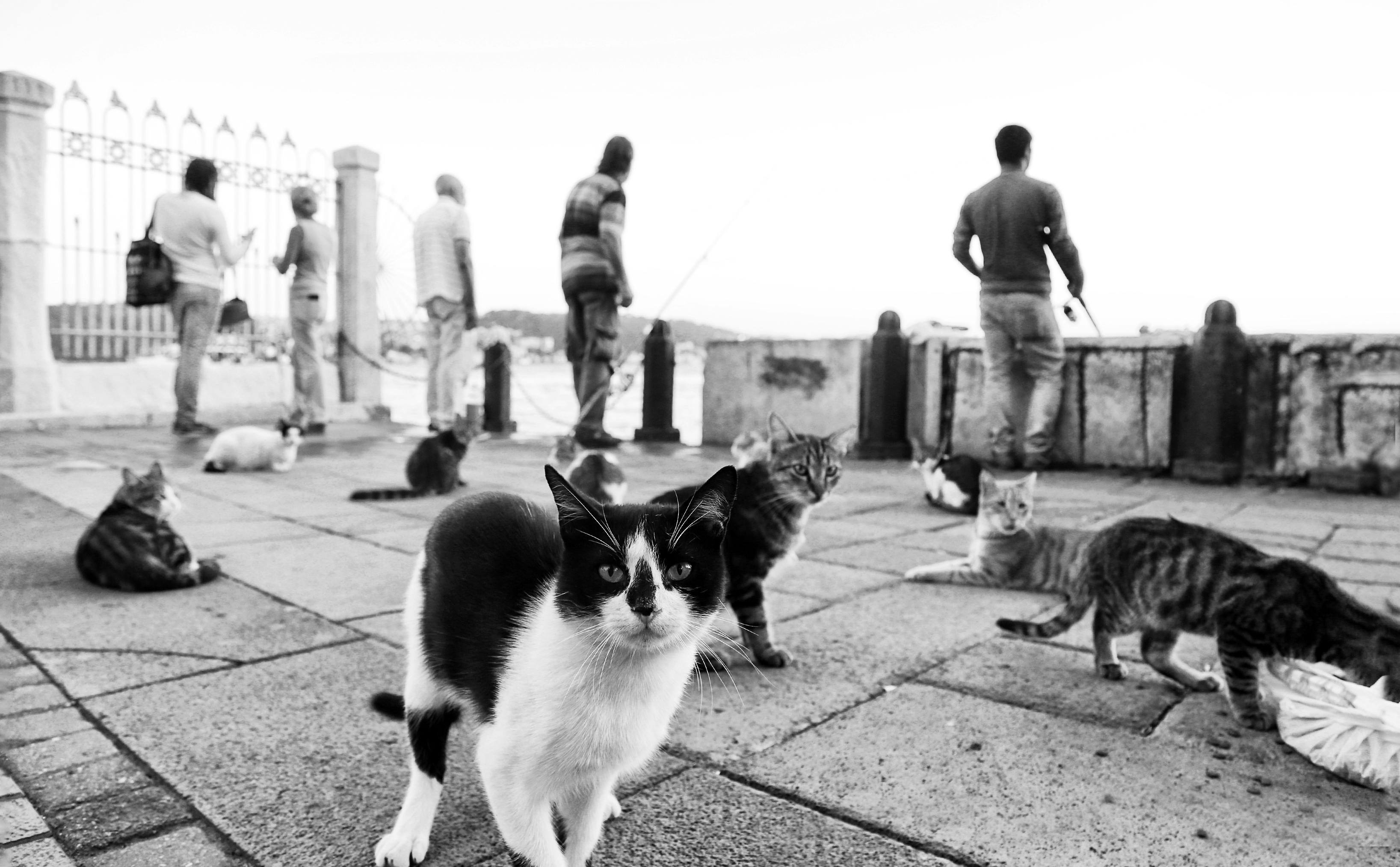 Cats Street Photos, Download The BEST Free Cats Street Stock Photos