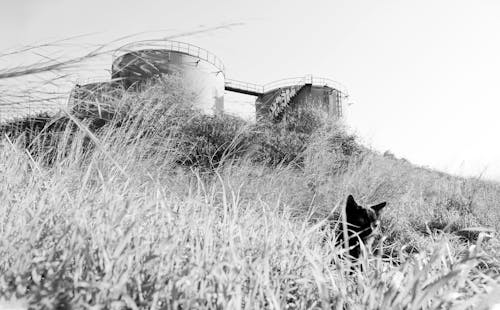 Grayscale Photo of a Black Cat on the Grass