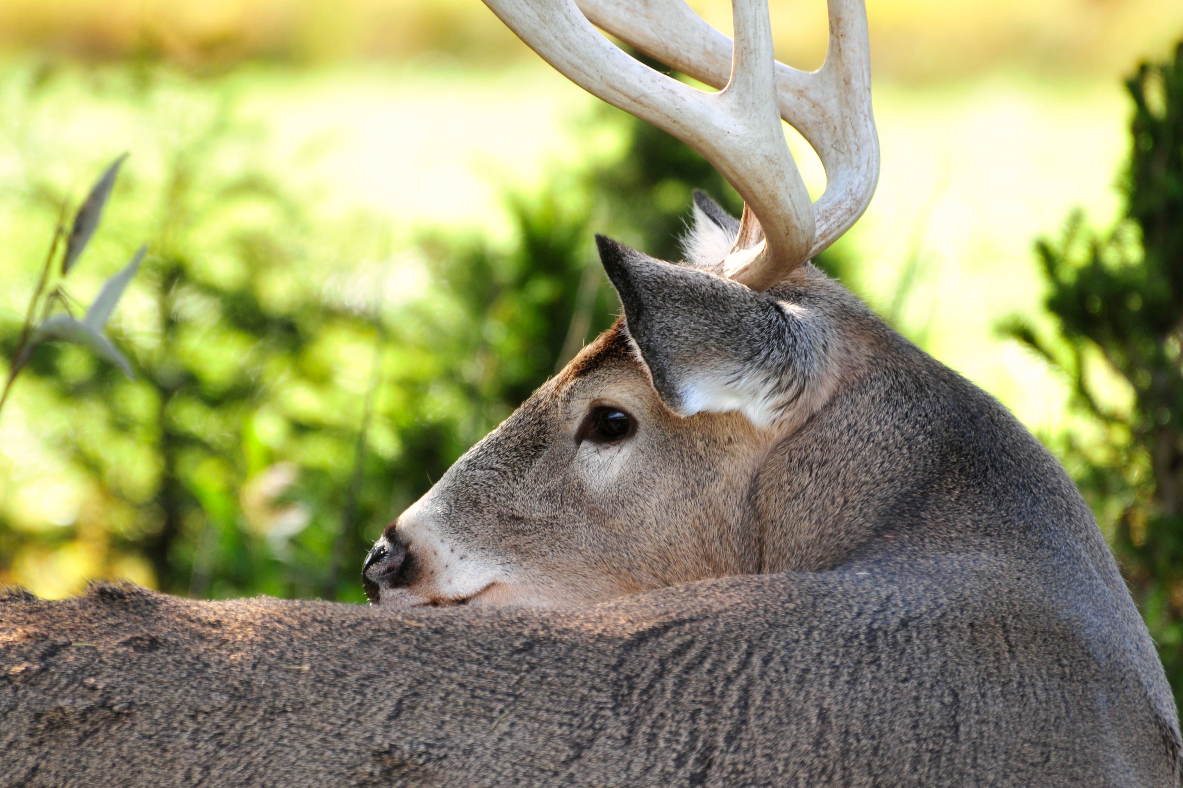 Free Stock Photo Of Animal Antlers Deer