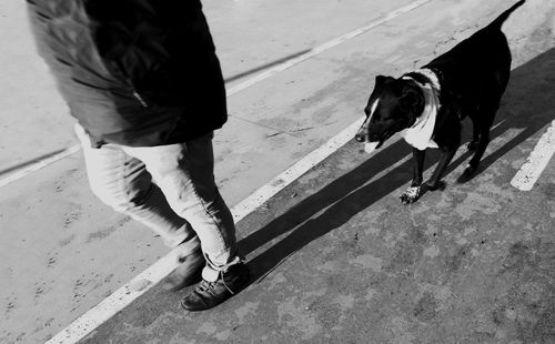 Free Black and white photo of a dog walking alongside its owner on a sunlit street. Stock Photo