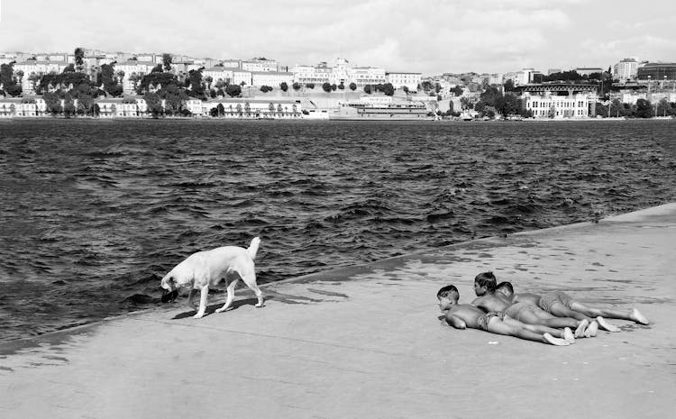 Boys And A Dog On The Seaside