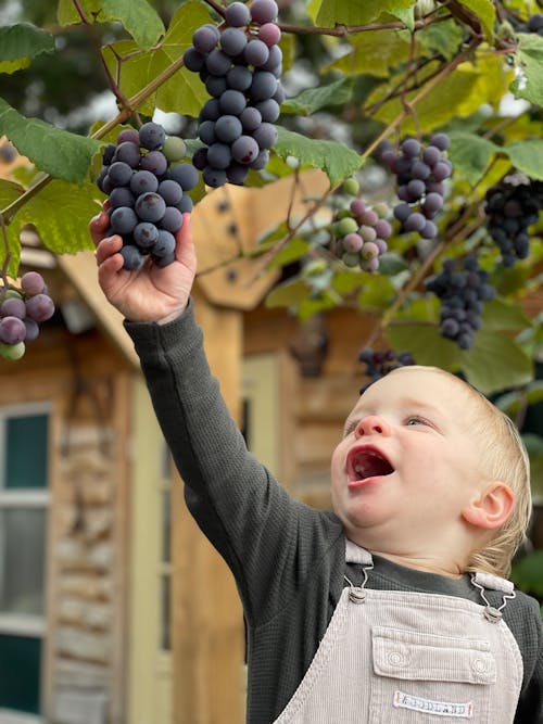 Free A Young Boy Holding Purple Grapes in Vineyard Stock Photo