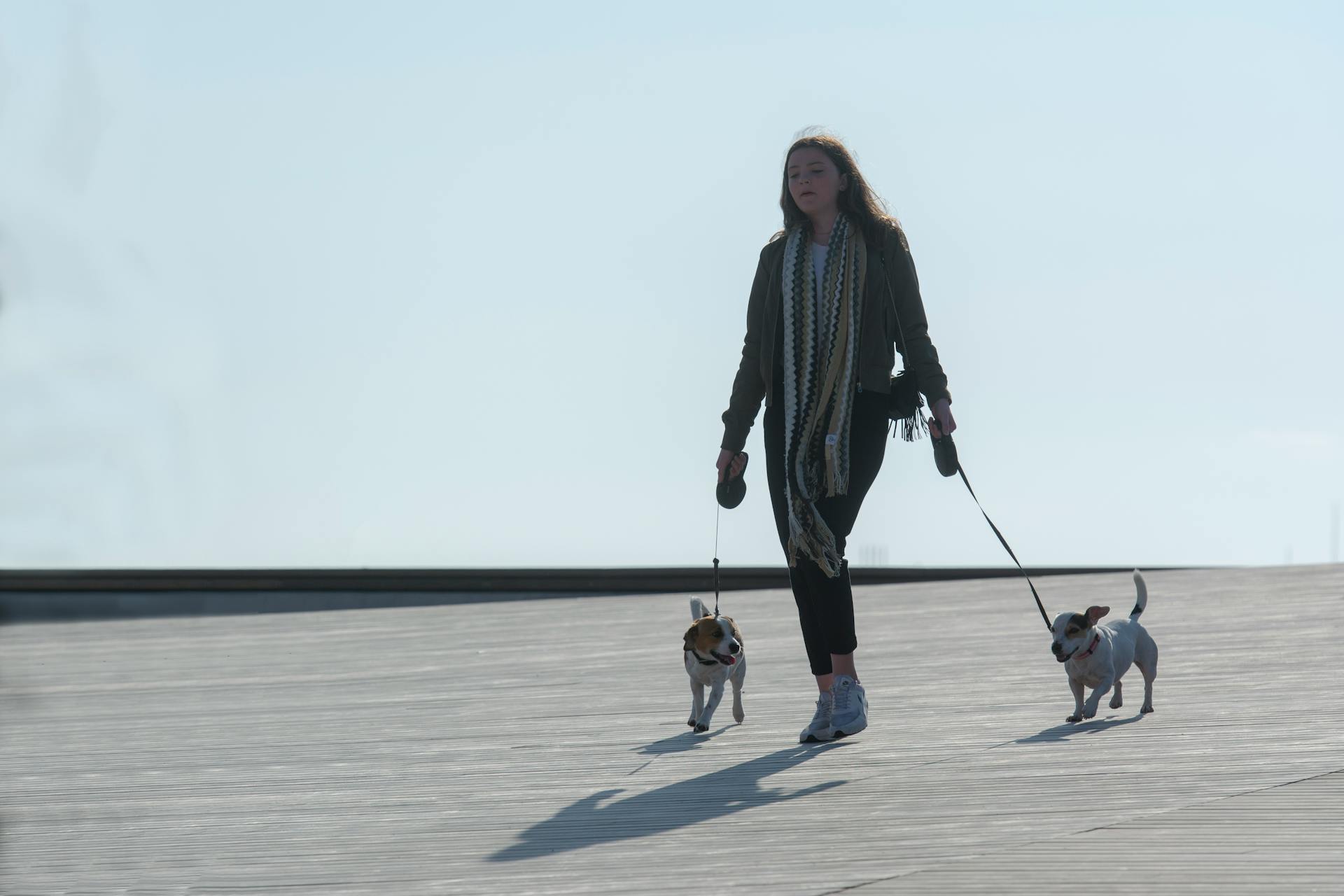 A Woman Walking with her Pet Dogs