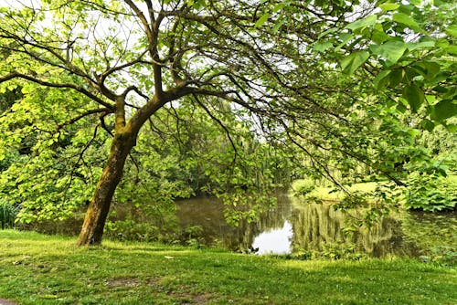 Green Grass Field With Trees and Lake