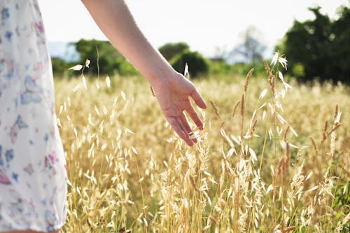 Close-up of Touching the Wheat Plants