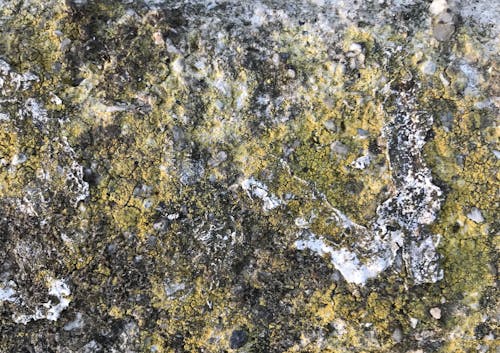 Lichen