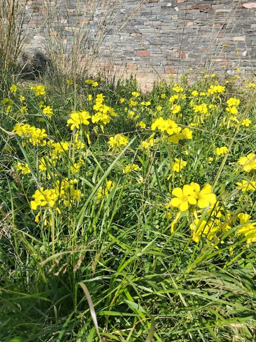 Kostnadsfri bild av blommodling, gul, naturälskare