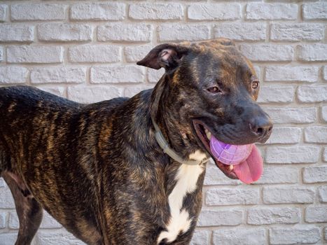 Bruno II