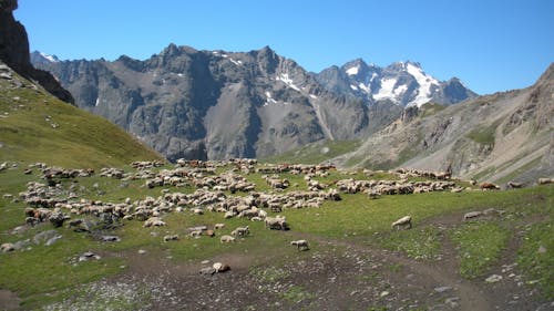Безкоштовне стокове фото на тему «високий, висота, вівці» стокове фото