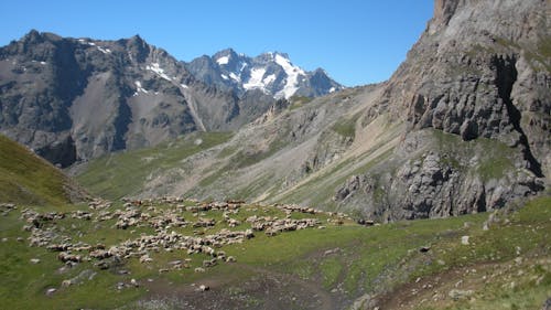 Gratis lagerfoto af arbejdsdyr, bjerge, bjergkæde