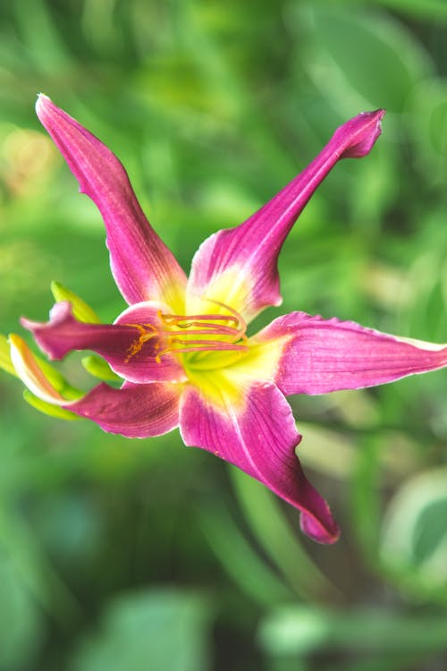 Imagine de stoc gratuită din a închide, adâncime de câmp, daylilies