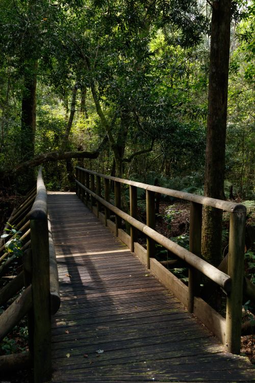 Free A serene wooden bridge surrounded by dense, green trees in a tranquil forest setting. Stock Photo