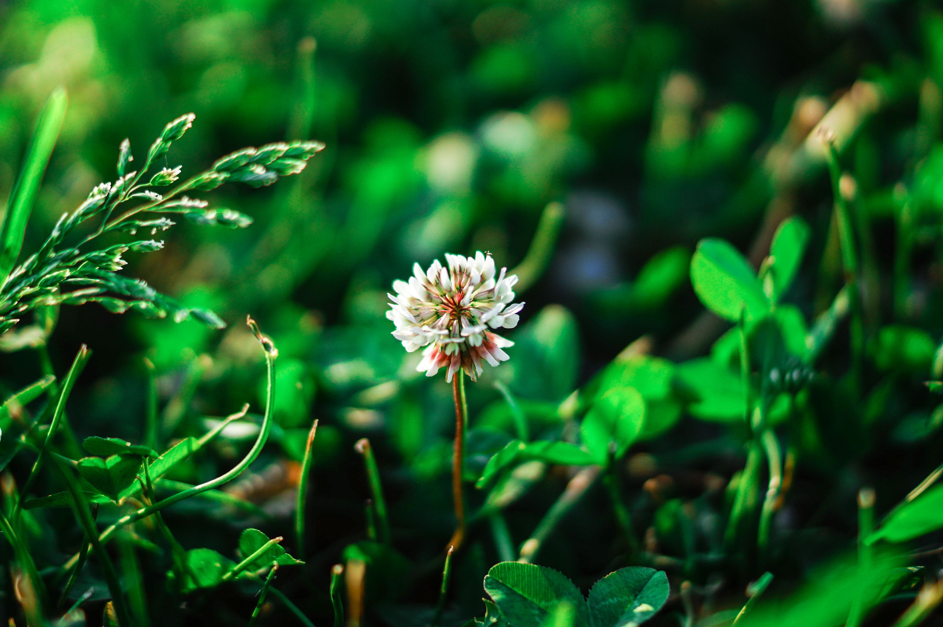 Black Clover Hypes Its True Final Battle with Latest New Look - ScreenRant — Photo by Katarzyna Modrzejewska on Pexels