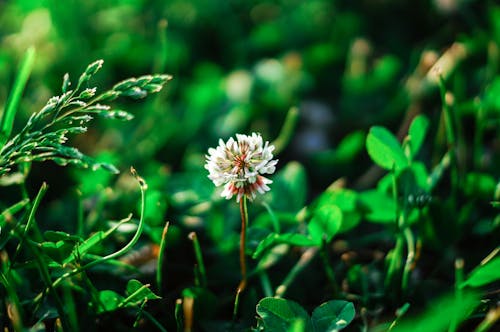 Gratis arkivbilde med blader, blomst, blomsterblad