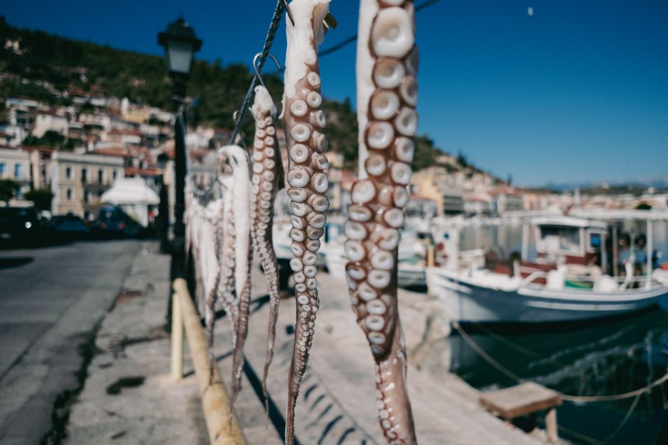 Octopus tentacles hanging to dry in Peloponnes, Greece harbor.