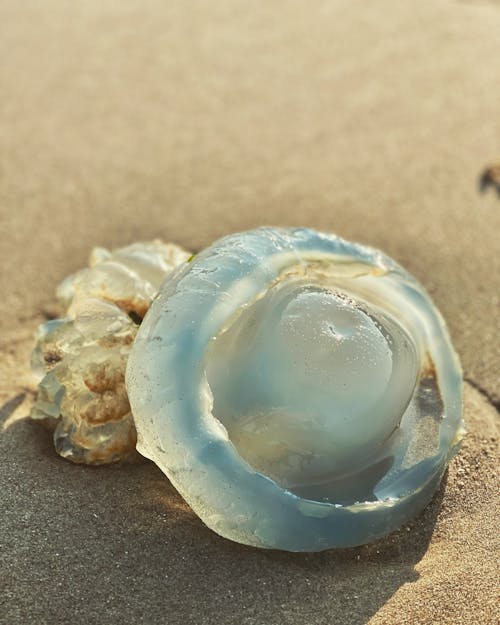 Jellyfish on Sand