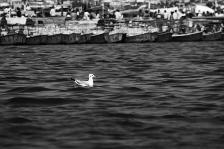 White Duck On Water