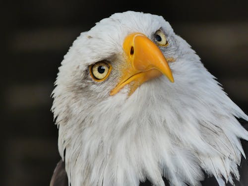 白頭鷹的選擇性聚焦攝影