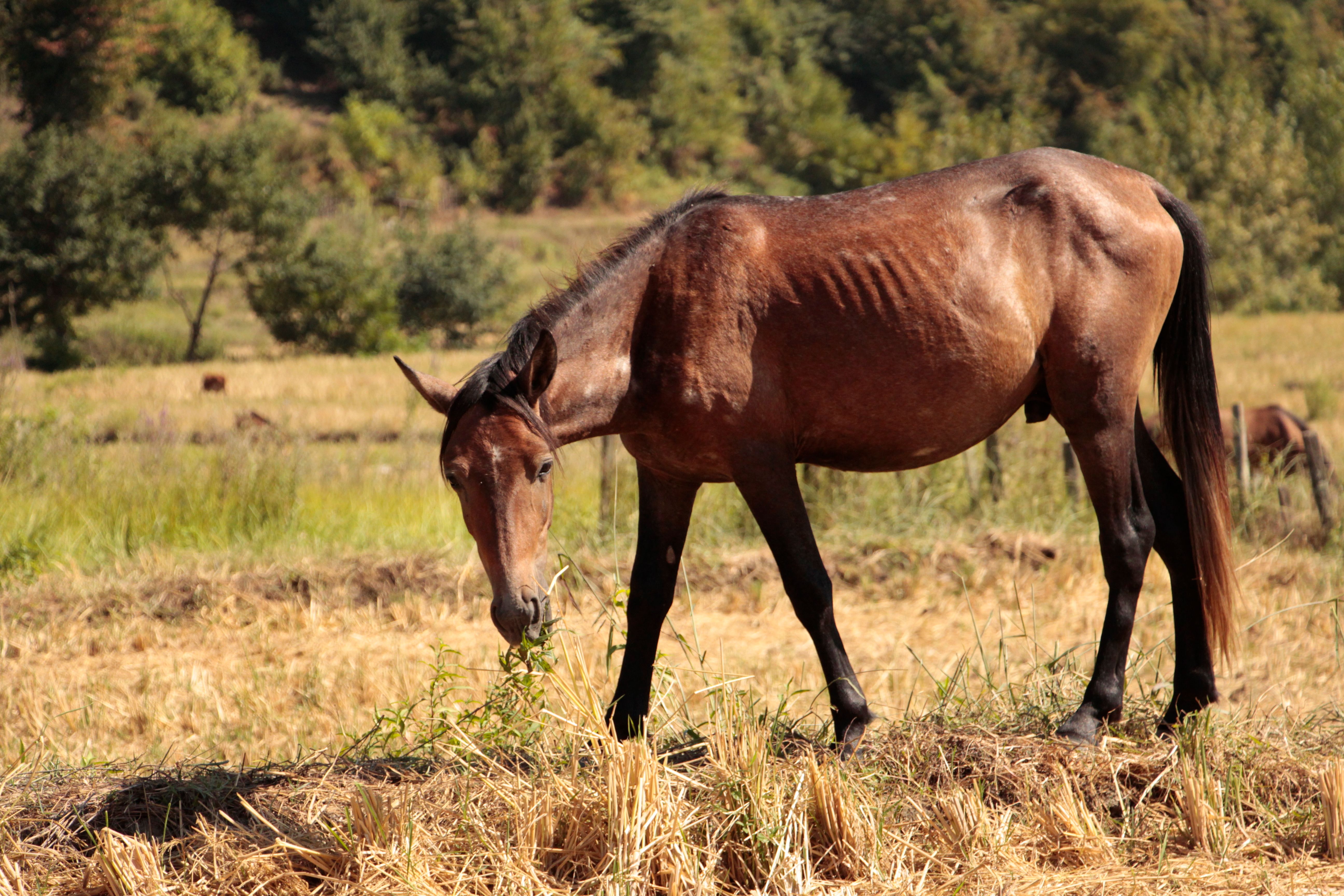 Pferd frisst Heu Fütterung Stall Ernährung