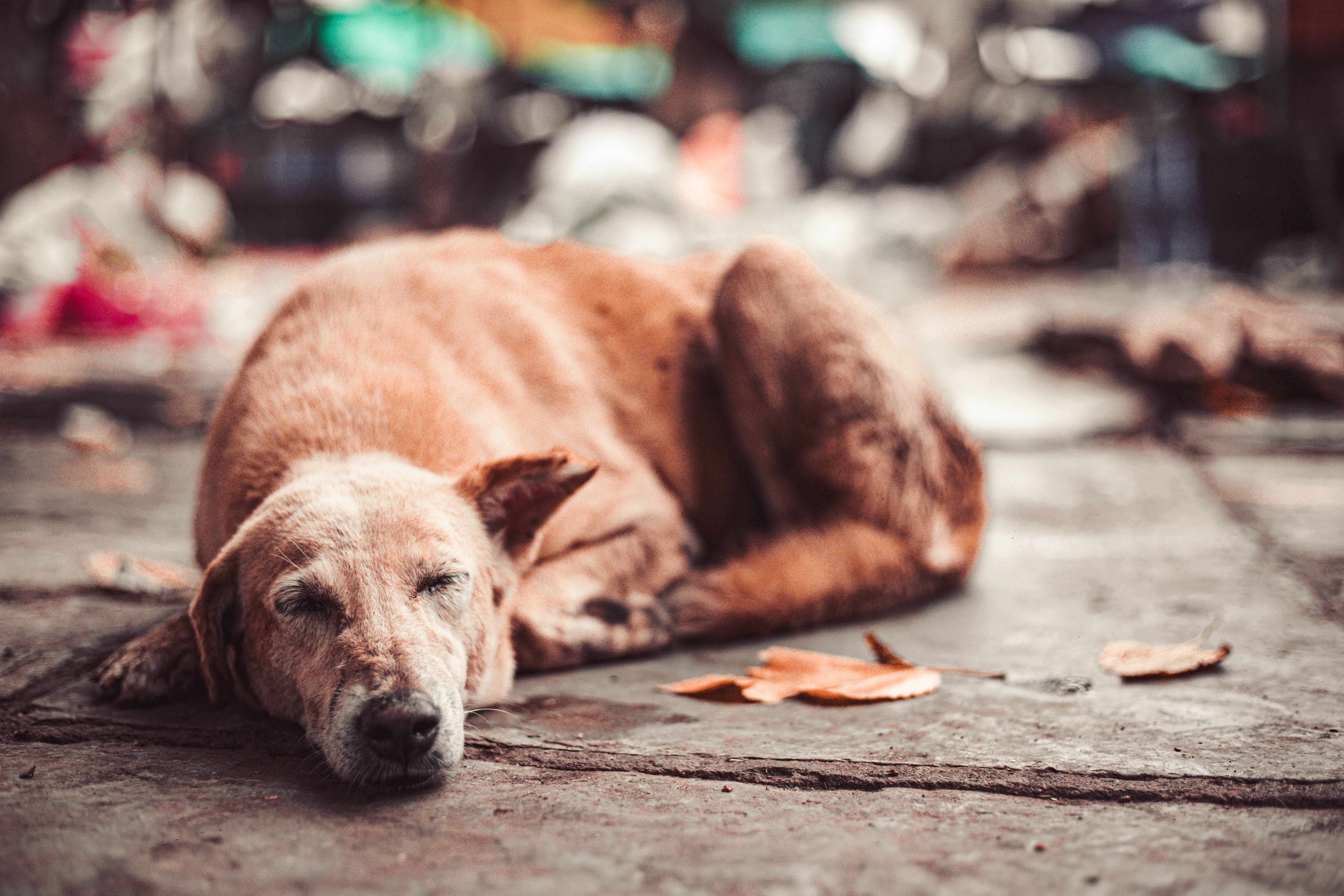 Foto de stock gratuita sobre acostado, al aire libre, amable, animal ...