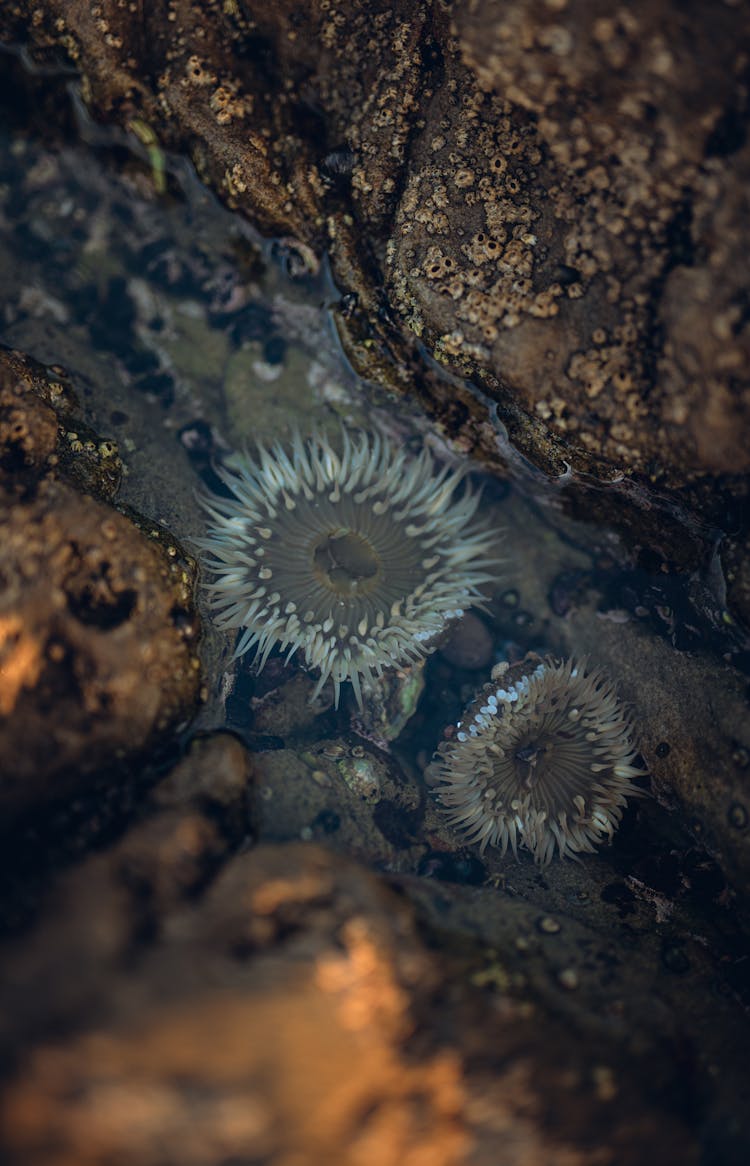 Starburst Anemone On The Seashore