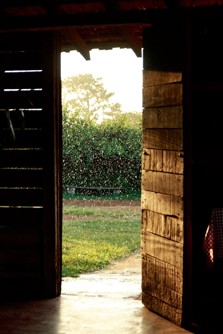 Opened Door In Rain