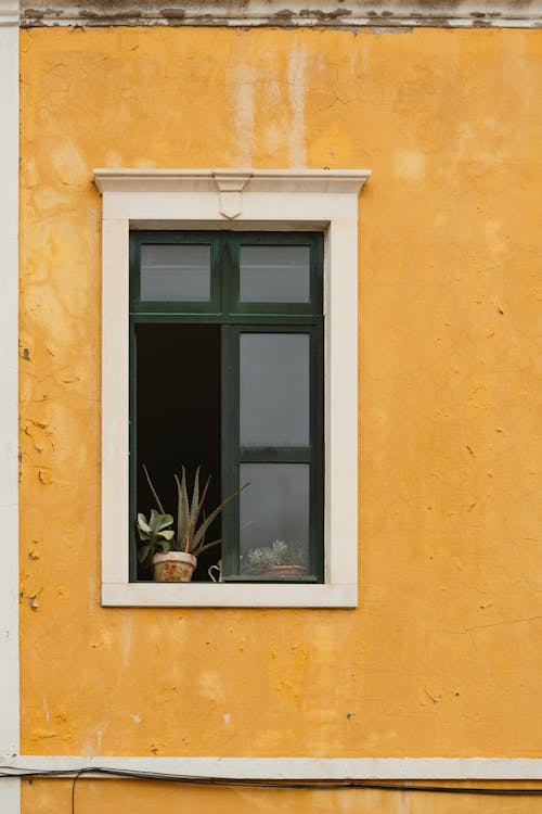 açık pencere, Aloe Vera, dikey atış içeren Ücretsiz stok fotoğraf