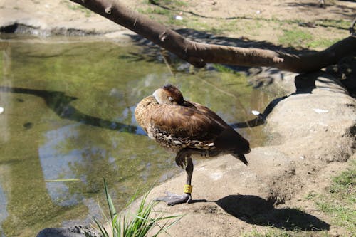 Brown Duck Standing in One Leg Near Body of Water