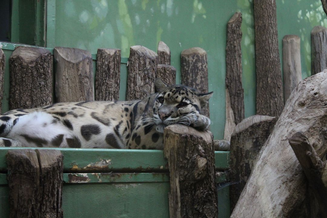 Clouded leopard resting on wooden logs in zoo enclosure