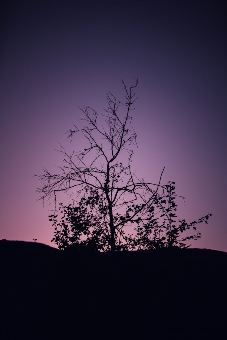 Tree Silhouette At Dawn