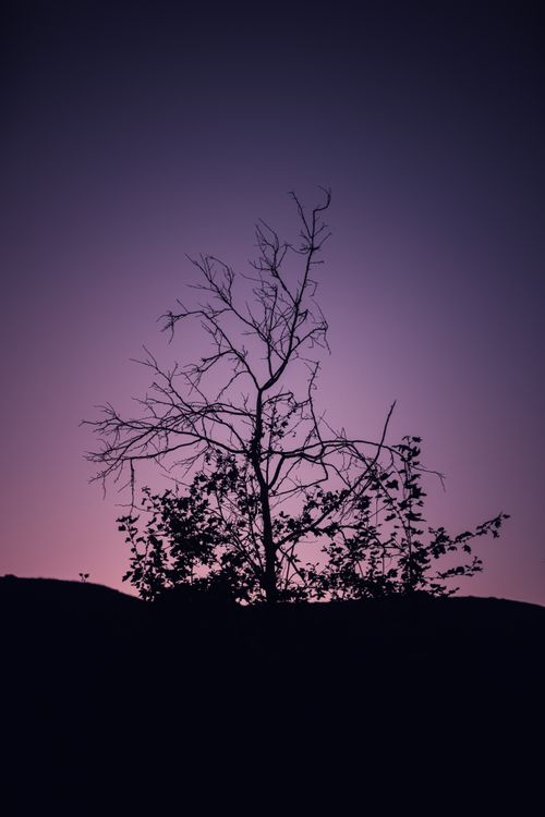 Free A silhouetted tree against a vibrant twilight sky, creating a stunning natural scene. Stock Photo