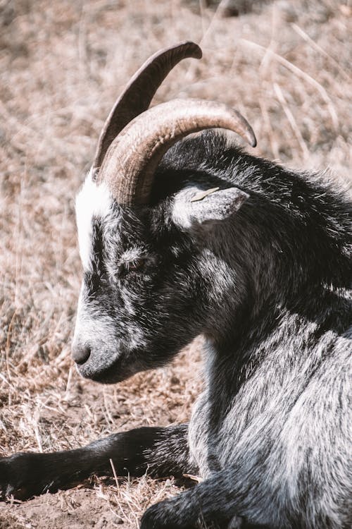 Gratis stockfoto met beest, detailopname, dierenfotografie