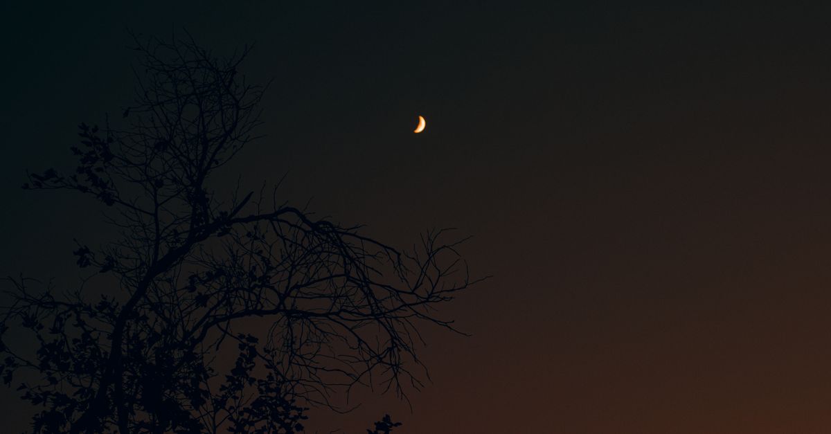 Tree During Night Silhouette of Tree During Night Time · Free Stock Photo