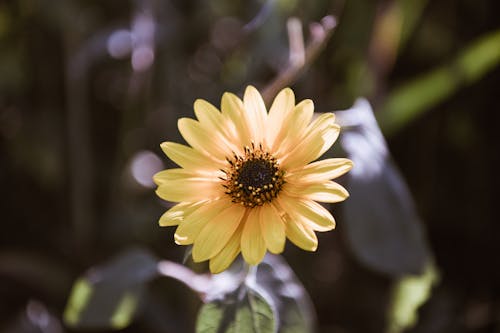 Yellow Flower in Close Up Photography