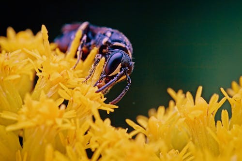 Kostnadsfria Kostnadsfri bild av bi, blomning, delikat Stock foto