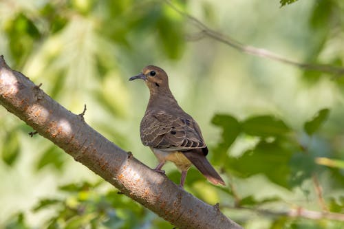 A Mourning Dove Perched on Tree Branch