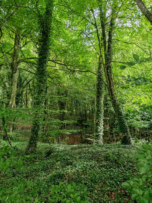 Free Lush forest in Portlaoise, Ireland with vibrant green foliage and towering trees. Stock Photo