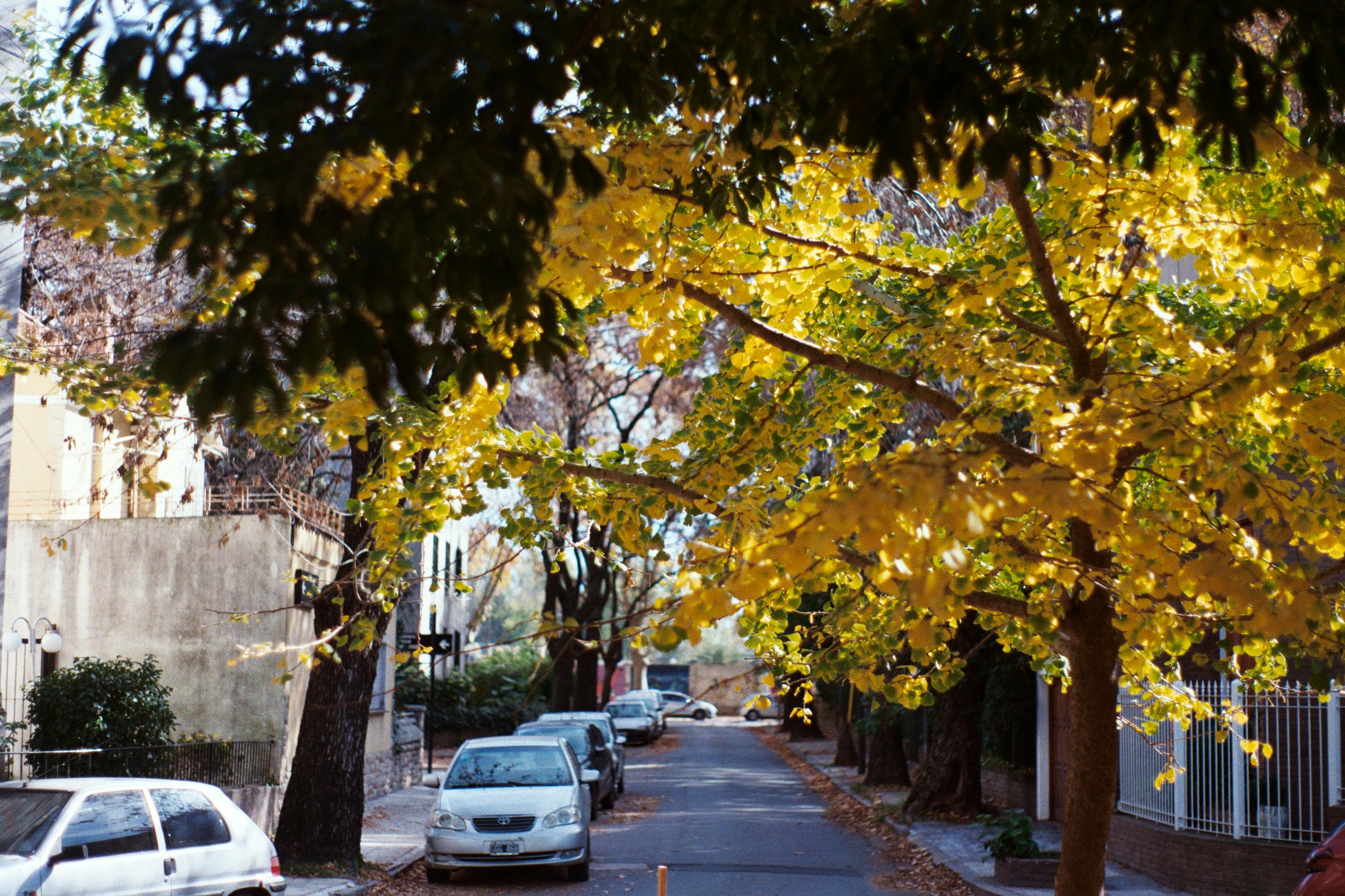 Serene urban street with parked cars and vibrant autumn trees lining the sidewalk.