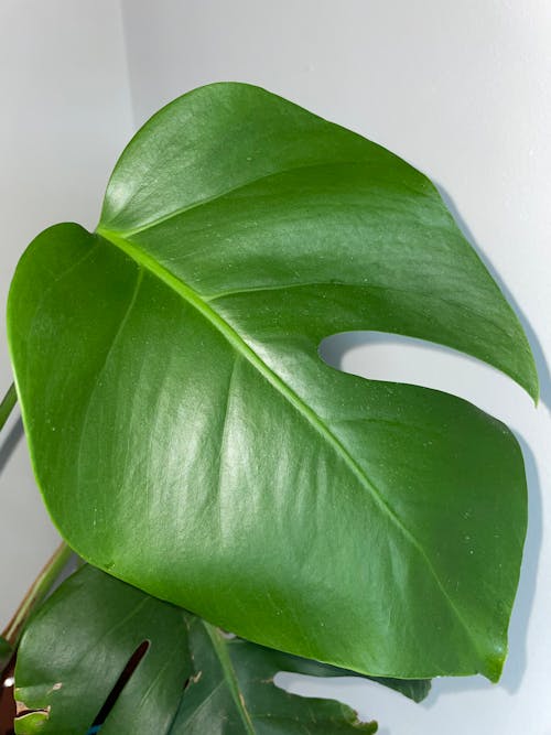 Close Up Shot of a Green Leaf
