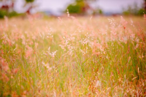 Delicate Flowers on Meadow